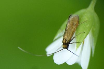<i>Cauchas rufimitrella</i>