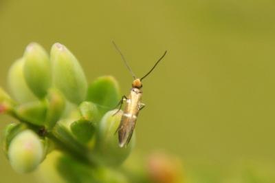 <i>Micropterix aruncella</i>
