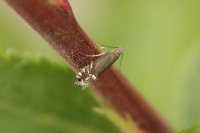 <i>Glyphipterix simpliciella</i>