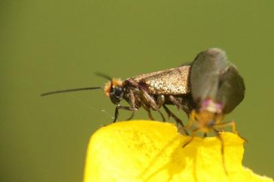 <i>Micropterix calthella</i>