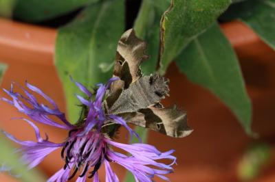 Proserpinus proserpina