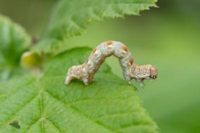 Erannis defoliaria