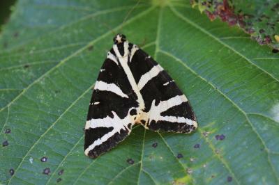 Euplagia quadripunctaria