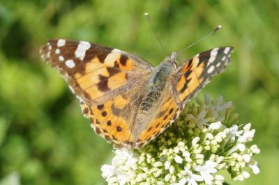 Vanessa cardui
