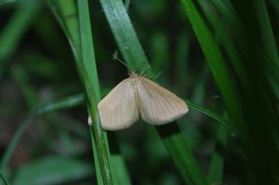 Souris  (<i>Minoa murinata</i>)