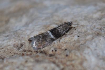 Elegia atrifasciella