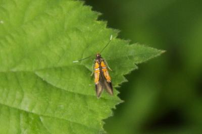 <i>Schiffermuelleria schaefferella</i>