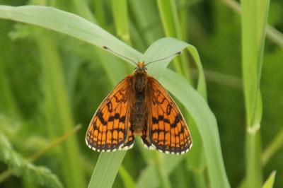 Melitaea parthenoides