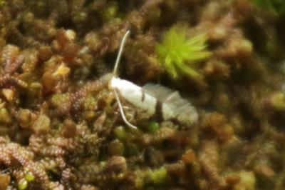 <i>Argyresthia curvella</i>