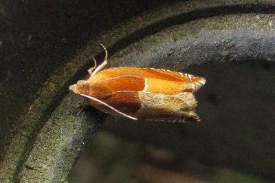 <i>Ancylis mitterbacheriana</i>
