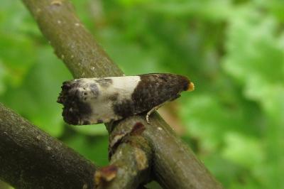 Notocelia cynosbatella