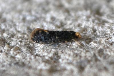 <i>Monopis laevigella</i>