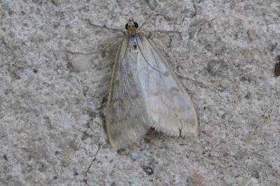 Paratalanta hyalinalis