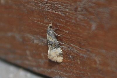 <i>Cochylis nana</i>