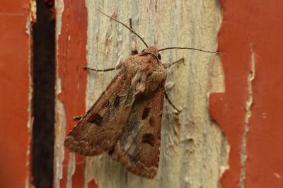 Agrotis exclamationis