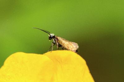 Micropterix calthella