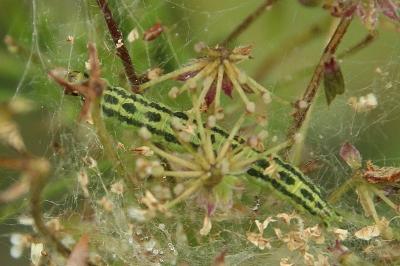 Depressaria chaerophylli