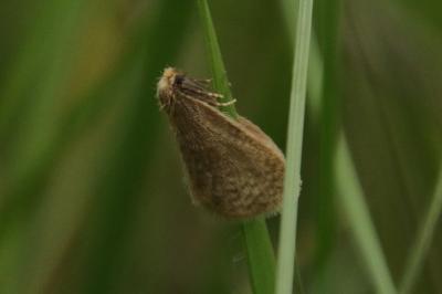 <i>Bijugis bombycella</i>
