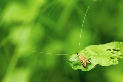 Nemophora degeerella
