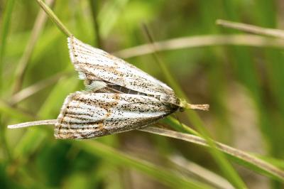 Thisanotia chrysonuchella