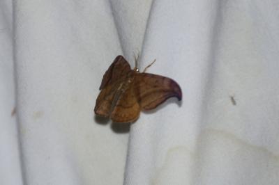 Incurvé  (<i>Drepana curvatula</i>)