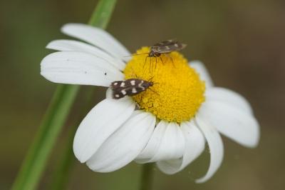 <i>Scythris scopolella</i>