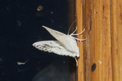 Lomographa temerata
