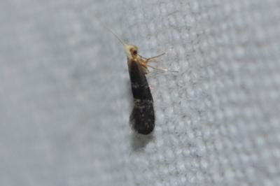 <i>Argyresthia glaucinella</i>