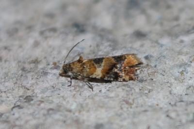 <i>Lobesia reliquana</i>
