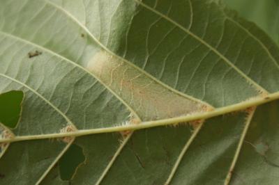 <i>Phyllonorycter nicellii</i>