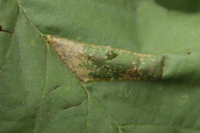 <i>Phyllonorycter nicellii</i>
