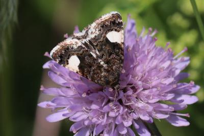 Tyta luctuosa