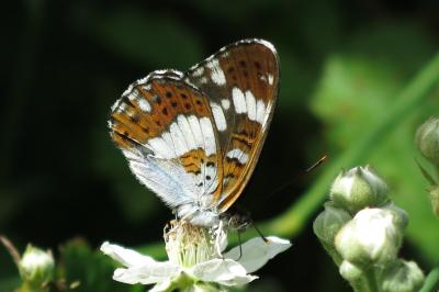 Petit Sylvain  (<i>Limenitis camilla</i>)