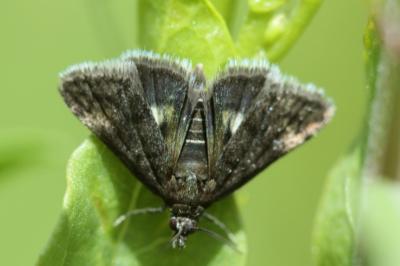 <i>Heliothela wulfeniana</i>