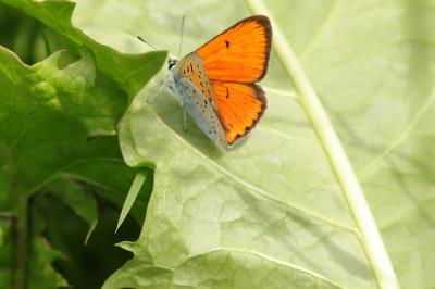 Cuivré des marais  (<i>Lycaena dispar</i>)