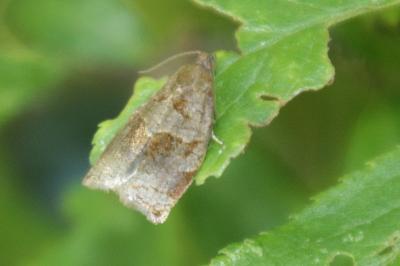 <i>Archips rosana</i>