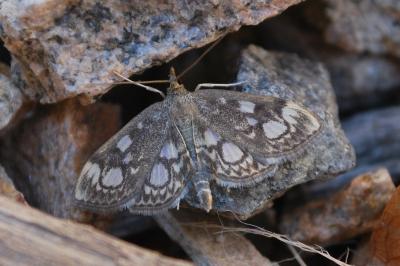 Anania coronata