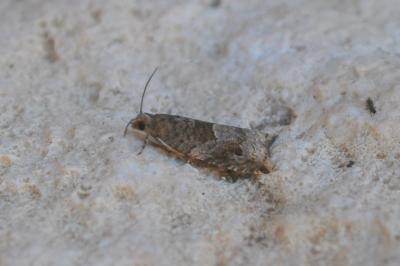 Rhopobota naevana