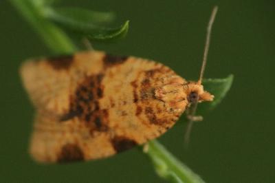 Epagoge grotiana