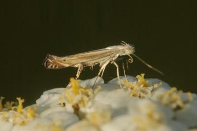 Isophrictis striatella