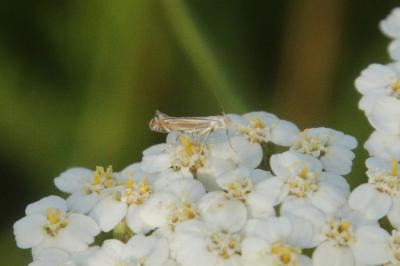 <i>Isophrictis striatella</i>