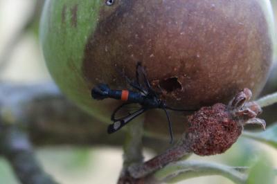Synanthedon myopaeformis