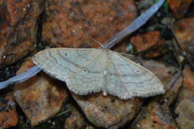 Idaea deversaria