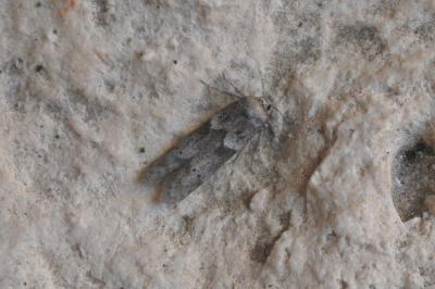 Blastobasis glandulella