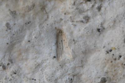 Brachmia inornatella