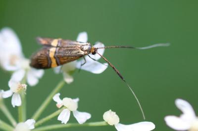 <i>Nemophora degeerella</i>