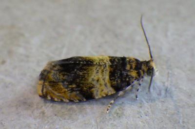 Celypha aurofasciana