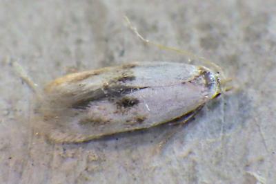 <i>Elachista maculicerusella</i>