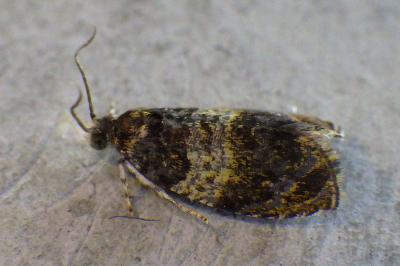 <i>Celypha aurofasciana</i>
