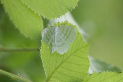 Cabera pusaria